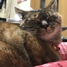 わさビ