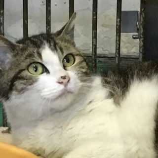 助けて下さい！綺麗な目をしたニャンコ