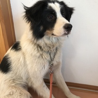 交渉中