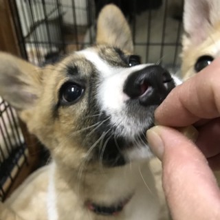交渉中