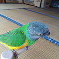 里親決定:ネズミガシラハネナガインコの里親募集
