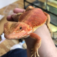 フトアゴヒゲトカゲ