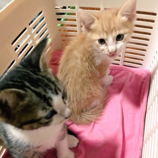 1ヶ月程度の子猫ちゃん