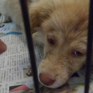 野犬の子犬　３ヶ月男の子