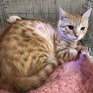 ☆募集一時停止　可愛い茶トラ男の子☆