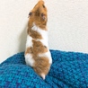 ごるちゃんママ