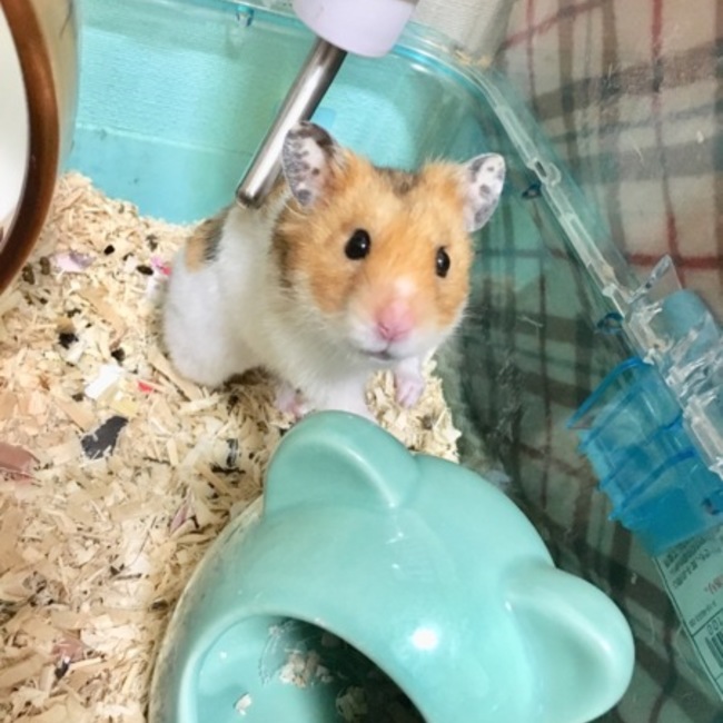 ごるちゃんママのカバー写真