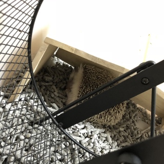 里親募集します。