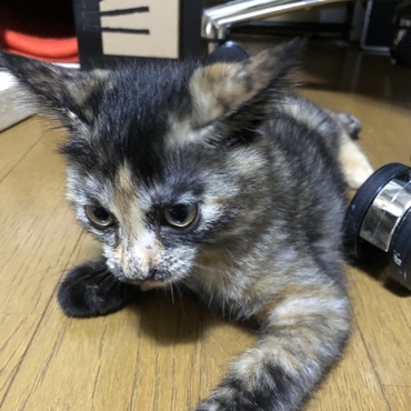 おぬしちゃんの写真