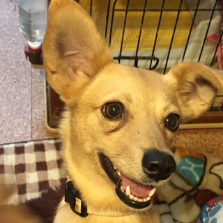 いつも笑顔のダックスミックス「いちご」ちゃん