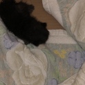 産まれたばかりの仔猫にゃん