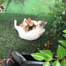 【保護】美人さんと子猫4匹
