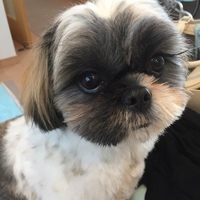 綱
