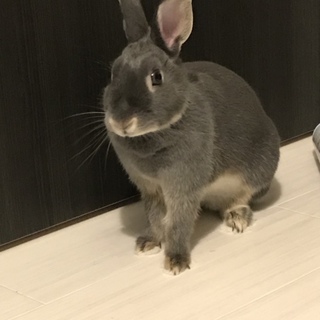 2歳ミニウサギ