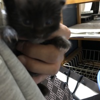 青い瞳の黒猫さん