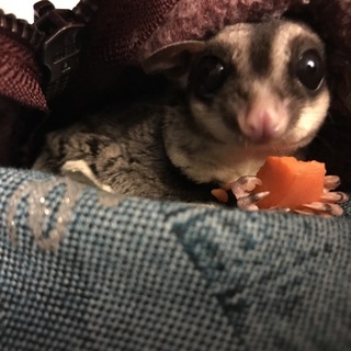 仲良しモモンガカップル