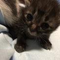 生まれたばかりの子猫です
