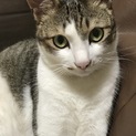 3歳になる甘えん坊さんです♂