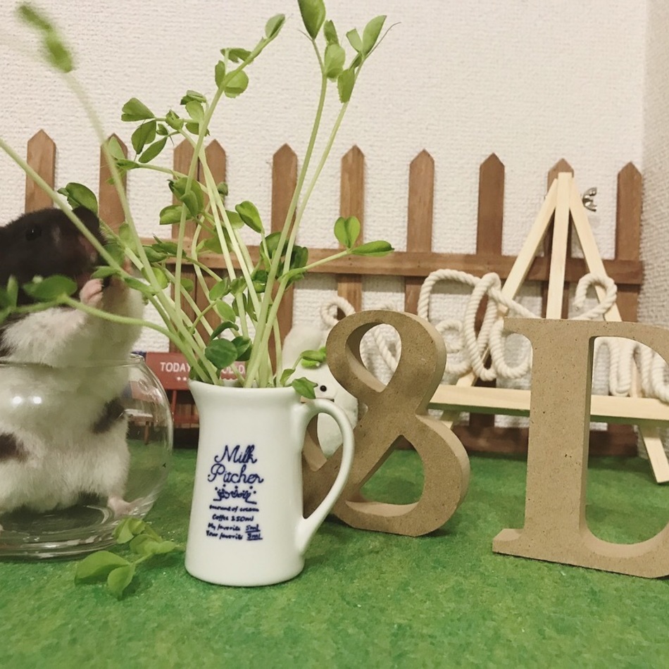 だいちのカバー写真