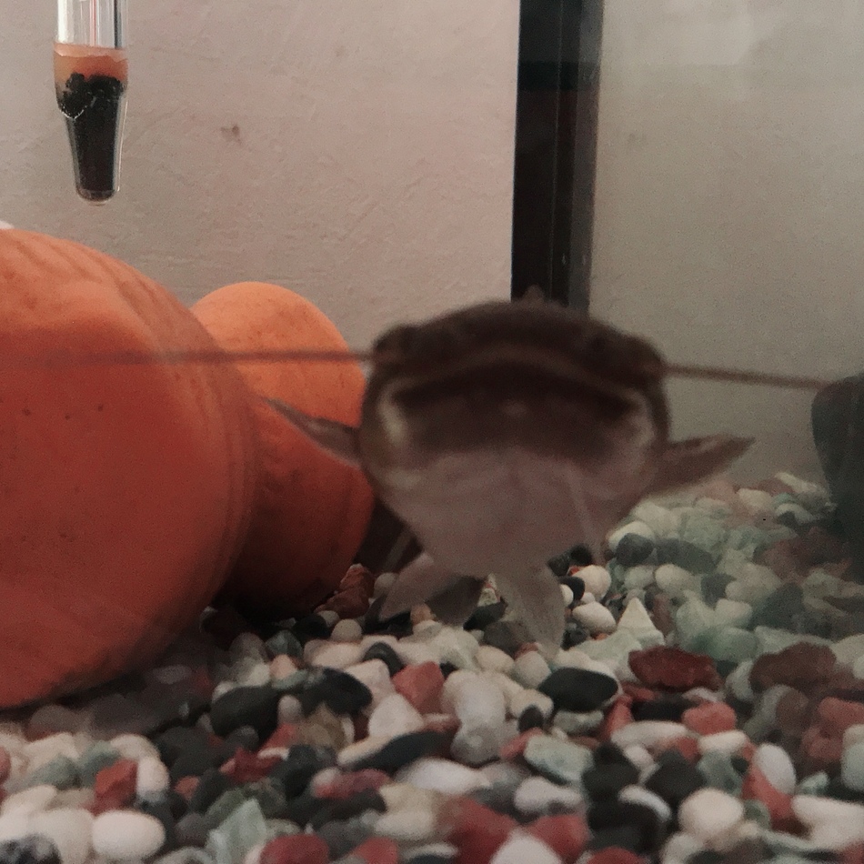 なまこのカバー写真