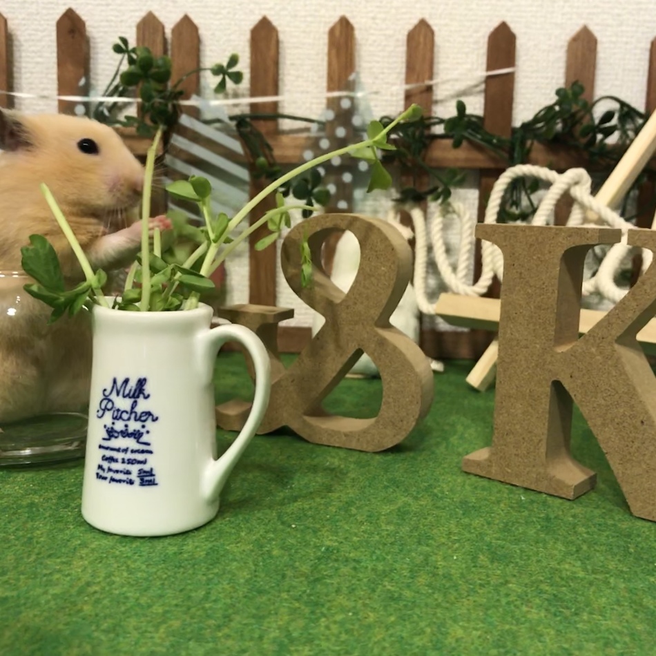 こはなのカバー写真
