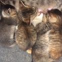可愛い仔猫☆メス3オス1
