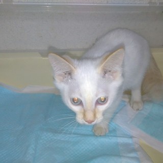 4ヶ月の子猫兄弟4