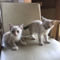 山口県の保健所より殺処分を免れて来た仔猫達です。