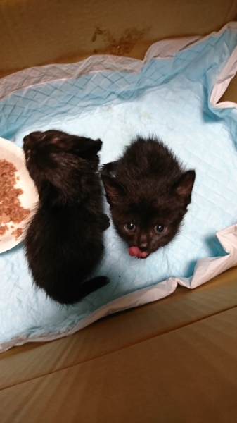 生後一ヶ月弱の黒猫ちゃん 大阪府 猫の里親募集 ペットのおうち 月間利用者150万人