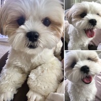 もこ