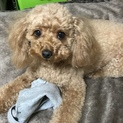 可愛がってくださる飼い主さんを募集！