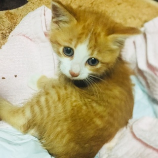 マロン☆子猫☆オス☆茶白