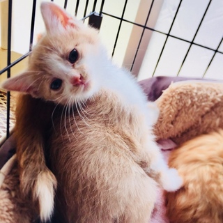 クリーム☆子猫☆オス☆茶白