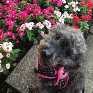 パウロ（トイプードル）