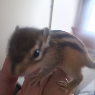 シマリス里親募集中