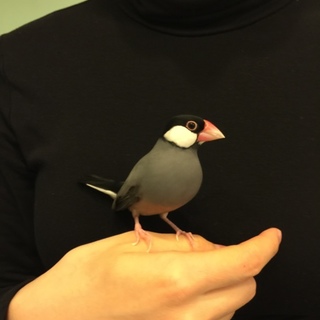 桜文鳥メスの里親さん募集します。