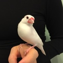 白文鳥メス(5歳)の里親さん募集します。
