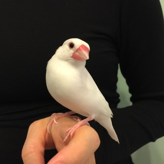 白文鳥メス(5歳)の里親さん募集します。