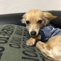 チワックス ３歳 オスです