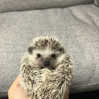 ハリネズミの元気な男の子