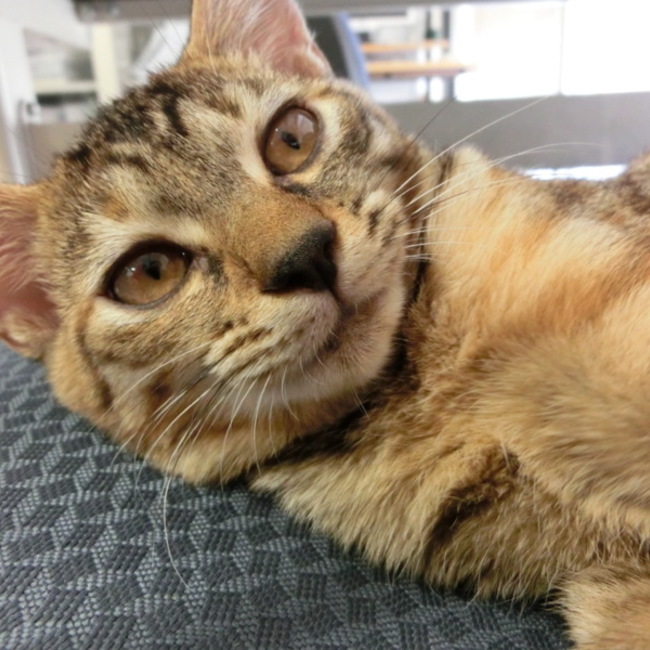 大福もちのカバー写真