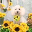メリーちゃん☆5歳〜7歳ぐらい