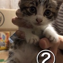 かわいいキジシロにゃん