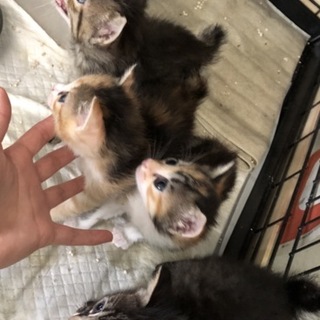 里親様が決まりました♡有難うございました！