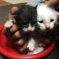 生後3週間の子猫ちゃんです