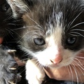 生後１ヶ月のこねこ ③