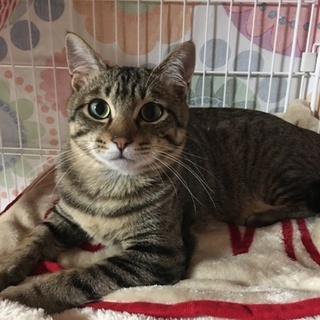 美にゃん子 キジトラ きぃーちゃん(=^ェ^=)
