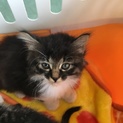 【チェダー】里親様が決まりました！
