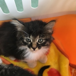 【チェダー】里親様が決まりました！