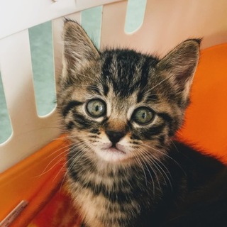 【リコッタ】里親様が決まりました！